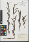 Foto von Salix purpurea L. x Salix repens L.